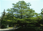 Metasequoia glyptostroboides