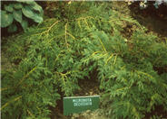 Siberian Cypress