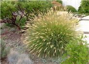 Miscanthus sinensis 'Little Kitten'