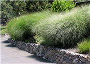 Miscanthus sinensis 'Sarabande'