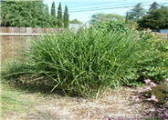 Miscanthus sinensis 'Zebrinus'