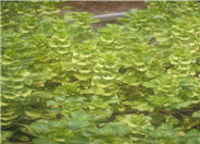Moluccella laevis