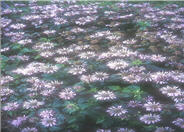 Monarda