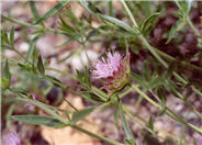Monardella odoratissima