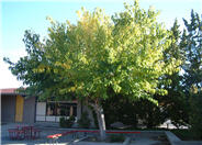 White Mulberry