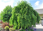 Weeping White Mulberry