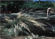 Muhlenbergia emersleyi 'El Toro'