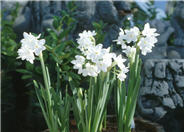 Narcissus