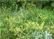 Flowering Tabacco