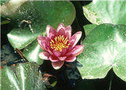 Nymphaea cultivars