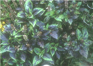 Ocimum