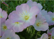 Oenothera speciosa