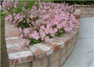 Pink Mexican Evening Primrose