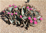 Opuntia basilaris