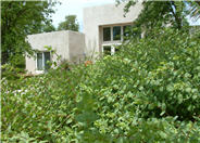 Origanum libanoticum
