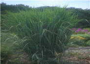 Northwind Switchgrass