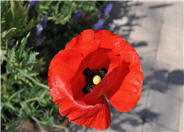 Flanders Poppy, Corn Poppy