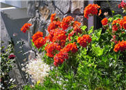 Pelargonium x hortorum