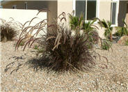 Purple Fountain Grass