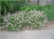 Pennisetum orientale