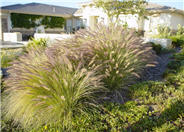 Pennisetum setaceum