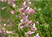 Apple Blossom Penstemon