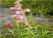 Border Penstemon