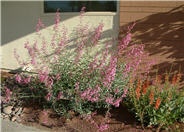 Penstemon parryi