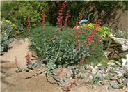 Penstemon superbus
