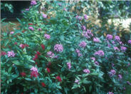 Star Clusters, Pentas