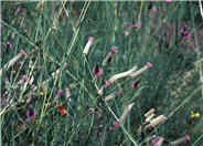 Petalostemon purpureum