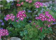 Annual Phlox
