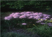 Bright Eyes GardenPhlox