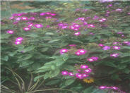 Wilhelm Kesselring Garden Phlox