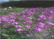 Phlox paniculata cultivars