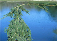 Picea abies 'Pendula'