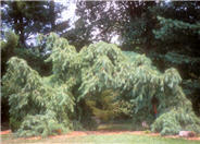 Pinus strobus 'Pendula'