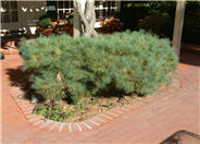 Pinus strobus 'Nana'