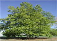 Platanus x acerifolia