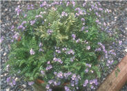 Creeping Jacob's Ladder