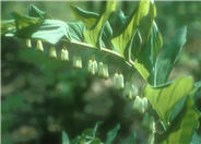 Small Solomon's Seal