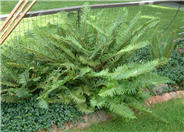 Polystichum munitum