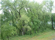 Populus fremontii