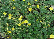 Potentilla neumanniana 'Nana'