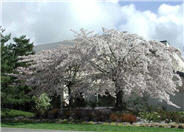 Prunus x yedoensis 'Akebono'