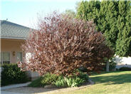 Pissard Purple-leaf Plum