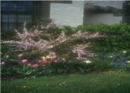 Prunus glandulosa