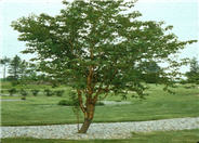 Prunus maackii