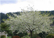 Prunus serrulata 'Mount Fuji'