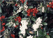 Pyracantha 'Kasan'